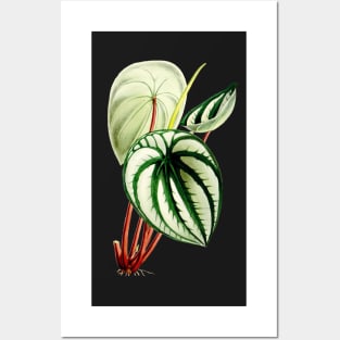 Peperomia argyreia - Curtis' botanical magazine - Botanical Illustration Posters and Art